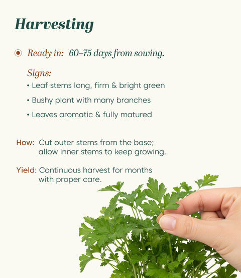 Parsley