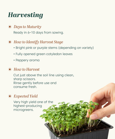 Radish Microgreen