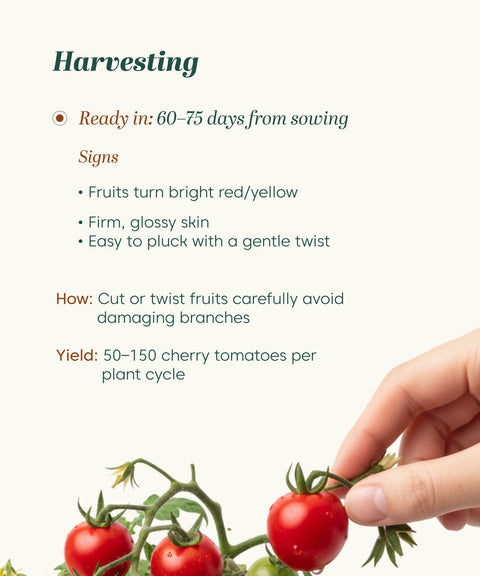 Cherry Tomato