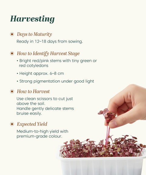 Red Amaranthus Vegetable Seeds (Red, Pack of 5 g) - 7000-8000 Seeds