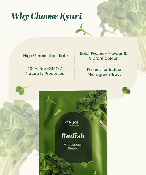 Radish Microgreen