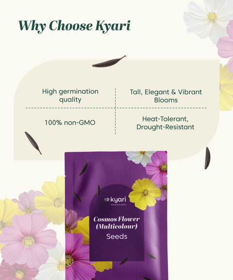 Cosmos Multicolor