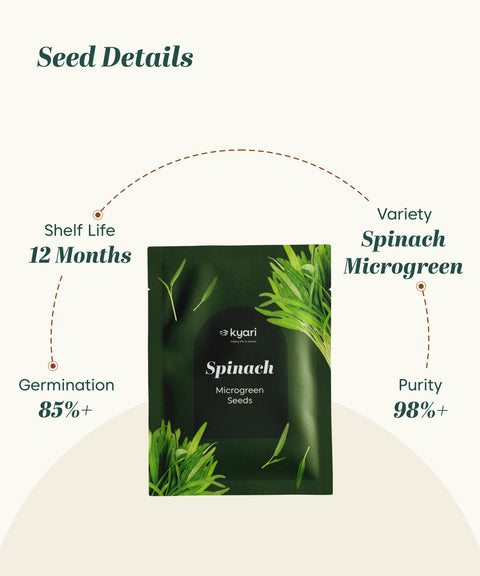 Spianch Microgreen