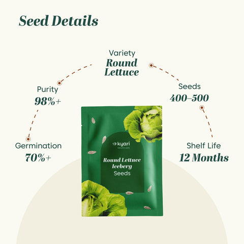 Round Lettuce