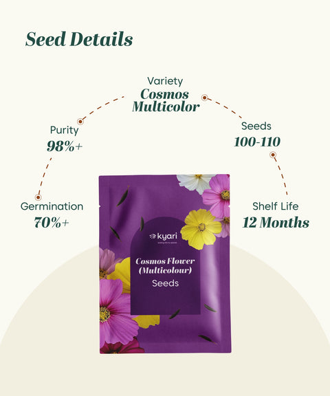 Cosmos Multicolor