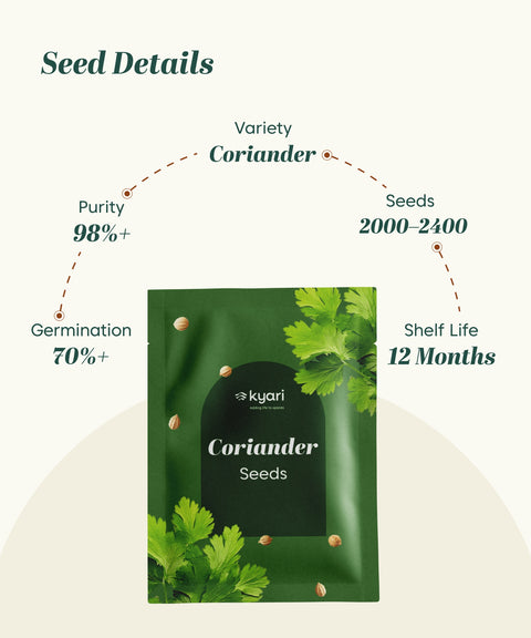 Coriander