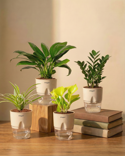 Best For Office Combo