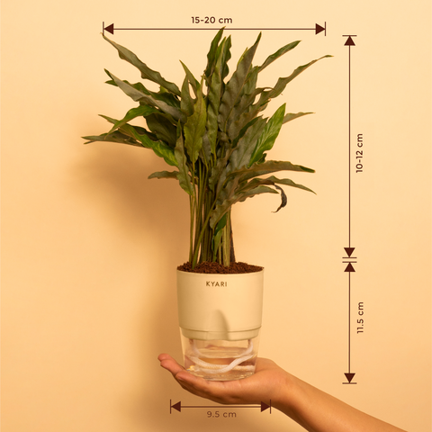 Calathea Rufibarba Plant