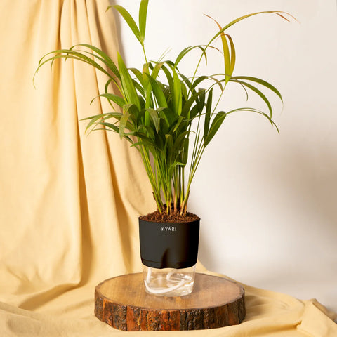 Areca Palm Plant