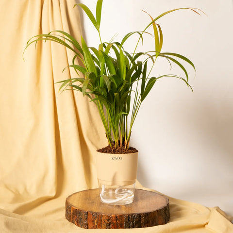 Areca Palm Plant