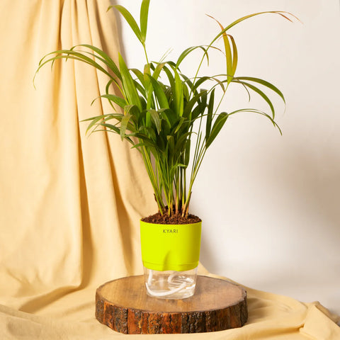 Areca Palm Plant