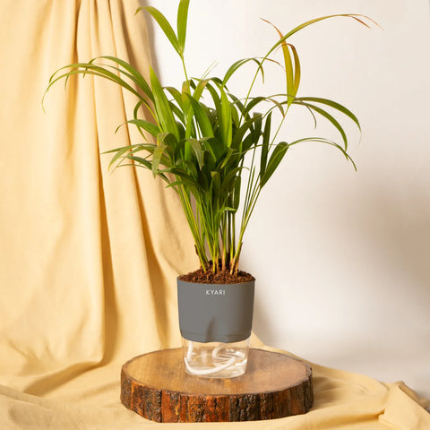 Areca Palm Plant