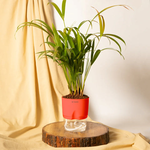 Areca Palm Plant