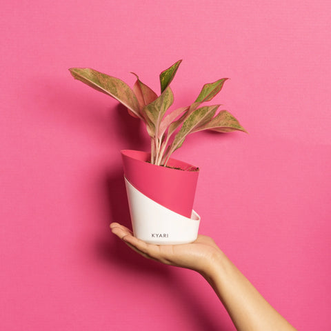 Aglaonema Lipstick Plant