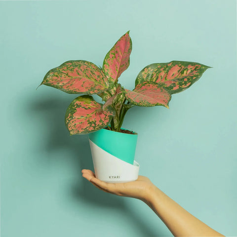 Aglaonema Pink Valentine Plant