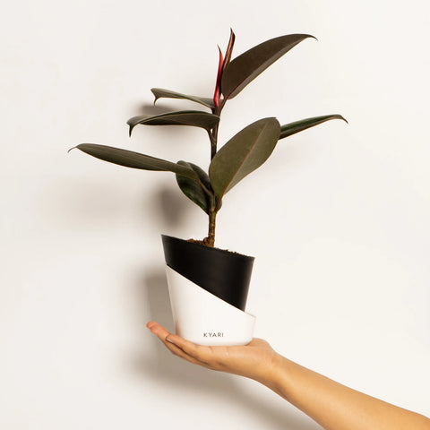 Black Rubber Plant