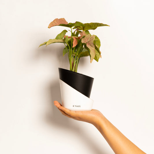 Syngonium Pink Plant + Elite  | 4" Self Watering Pot
