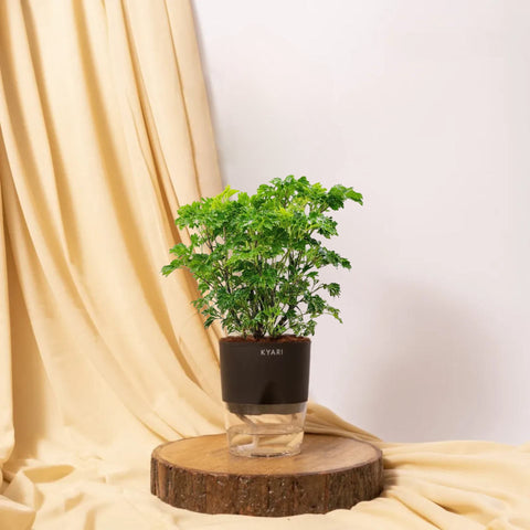 Aralia Green Plant