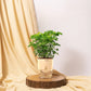 Aralia Green Plant With Self Watering Pot