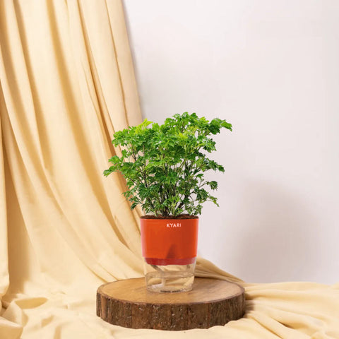 Aralia Green Plant