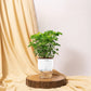 Aralia Green Plant With Self Watering Pot