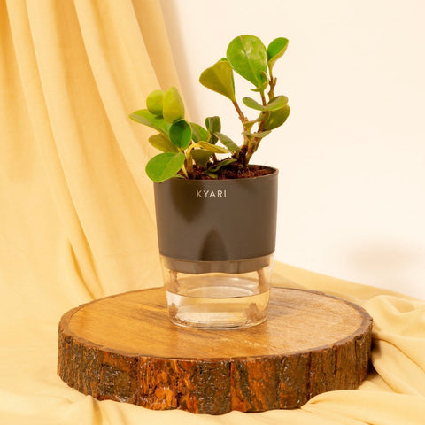 Peperomia Green Plant