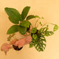 Ornamental Combo of Peace Lily, Syngonium Pink & Philodendron Broken Heart plant With Self-Watering pot