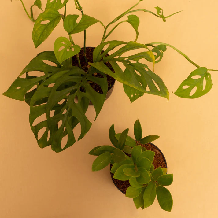 Ornamental Combo of Broken Heart & Zamia Green Plant With Self-Watering pot