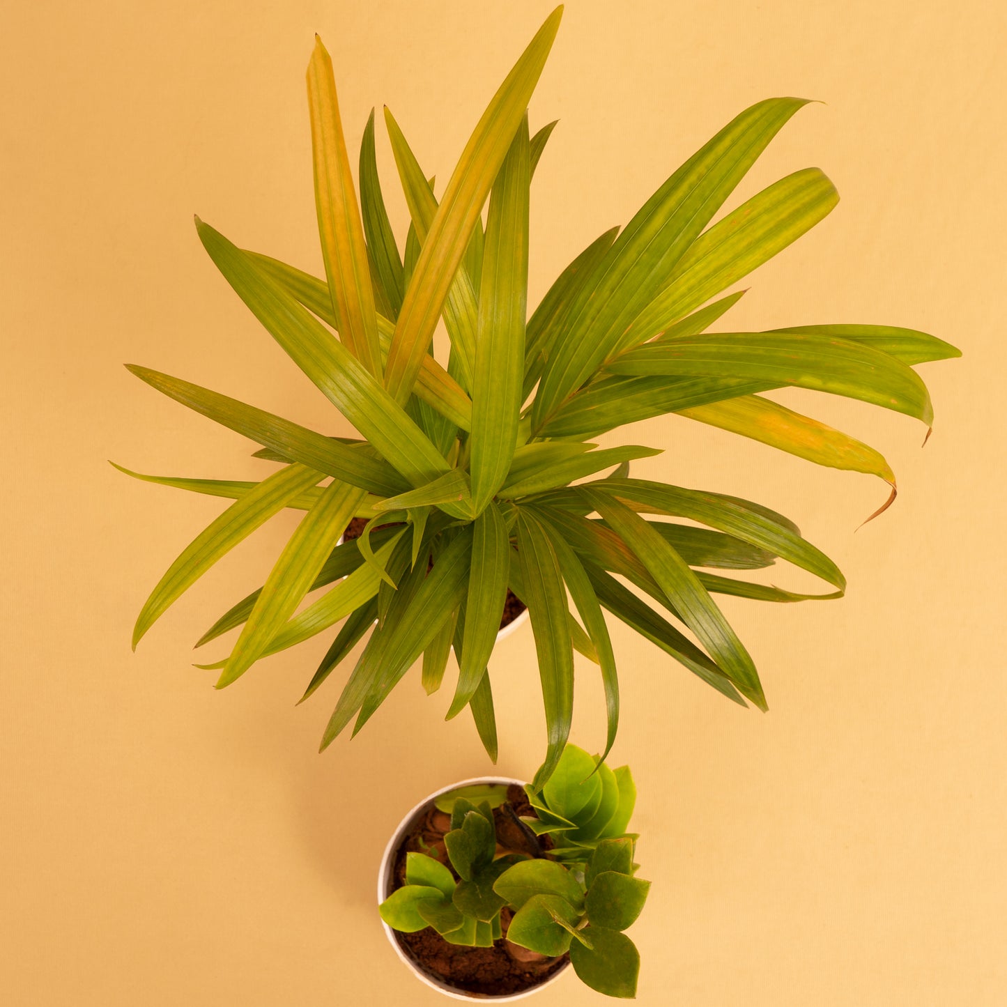 Hardy Combo of Areca Palm & Zamia Green Plant With Self-Watering Pot