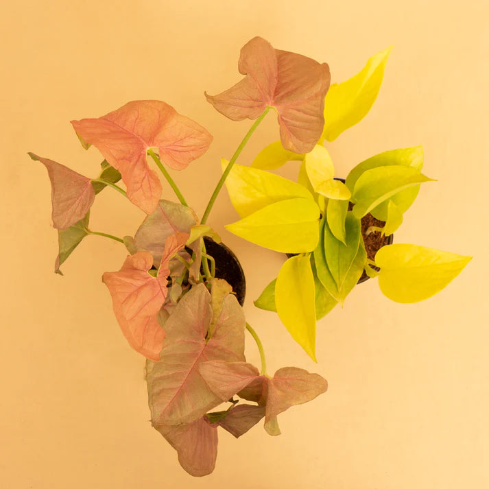 Easy-to-grow Plant Combo of Golden Money & Syngonium Pink Plant With Self-Watering Pot