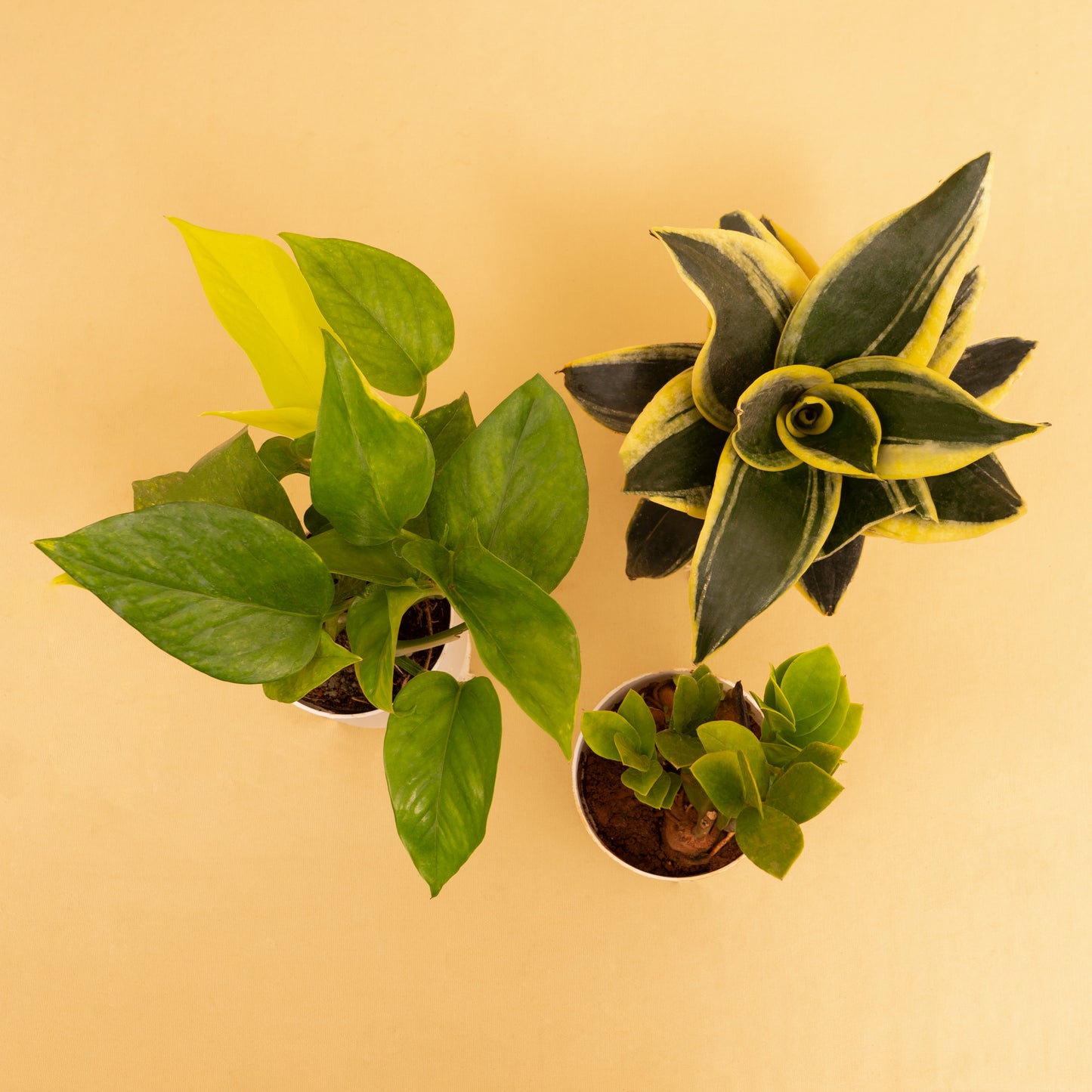Hardy Combo of Money Variegated, Zamia Green & Golden Hahnii Snake plant With Self-Watering pot