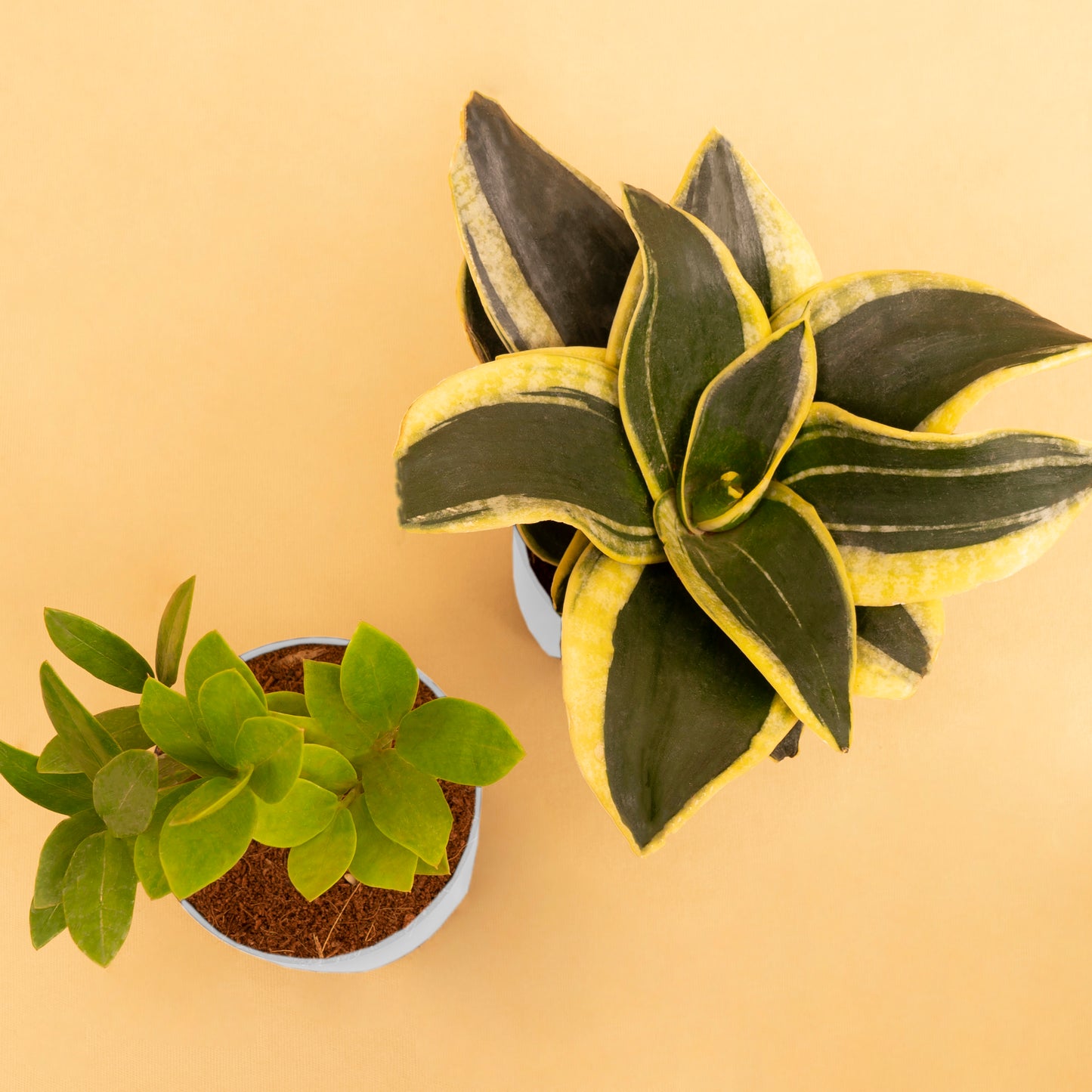 Hardy Combo of Golden Hahnii Snake & Zamia Green Plant With Self-Watering Pot