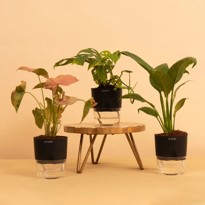 Ornamental Combo of Peace Lily, Syngonium Pink & Philodendron Broken Heart plant With Self-Watering pot