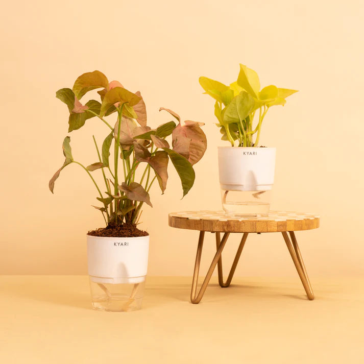 Easy-to-grow Plant Combo of Golden Money & Syngonium Pink Plant With Self-Watering Pot