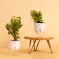Easy-to-grow Plant Combo of Jade & Aralia Green Plant With Self-Watering Pot