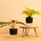 Ornamental Combo of Agalonema lipstick & Golden Money Plant With Self-Watering pot