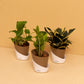 Hardy Combo of Money Variegated, Zamia Green & Golden Hahnii Snake plant With Self-Watering pot