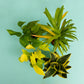 Easy-to-grow Plant Combo of Money Variegated, Golden Money, Golden Hahnii Snake & Areca Palm Plant With Elite Self-Watering Pot