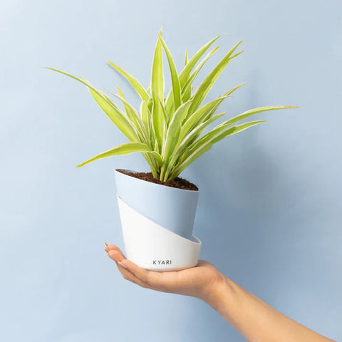 Spider Plant