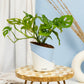 Philodendron Broken Heart Plant