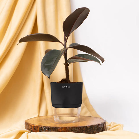 Black Rubber Plant