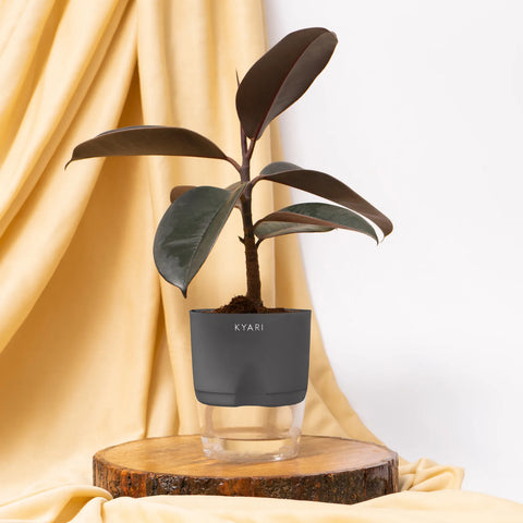 Black Rubber Plant