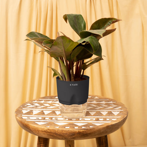 Philodendron Red Plant