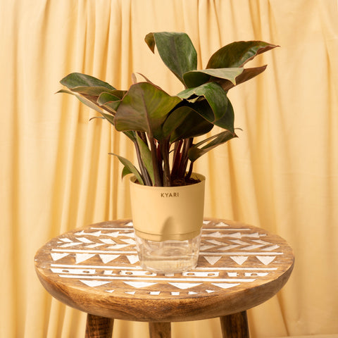 Philodendron Red Plant