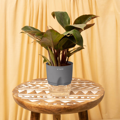 Philodendron Red Plant