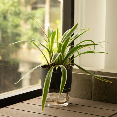 Spider Plant