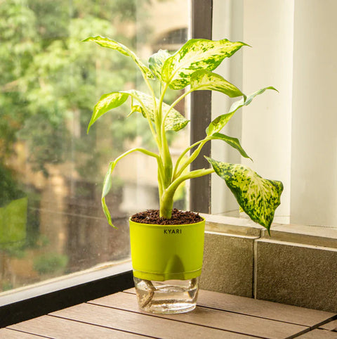 Dieffenbachia Plant