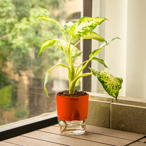 Dieffenbachia Plant