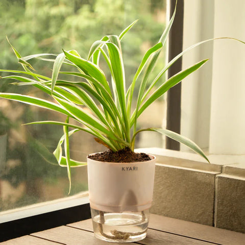 Spider Plant