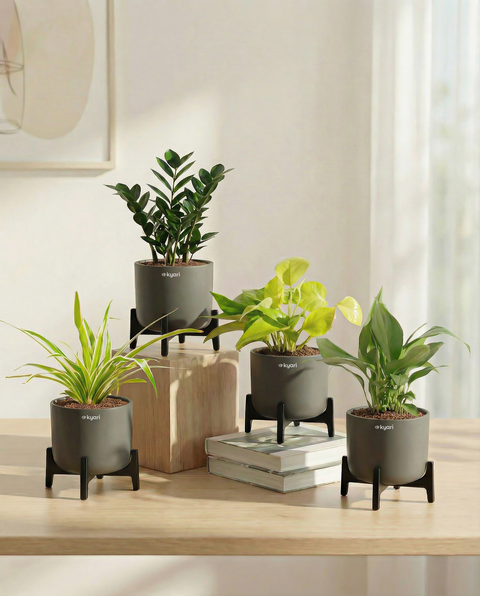 Best For Office Combo